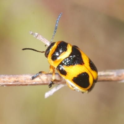 Aporocera (Aporocera) speciosa (Leaf Beetle) at Pialligo, ACT - 15 Feb 2023 by Harrisi