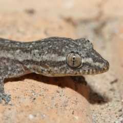 Hemidactylus frenatus (Asian House Gecko) at Wellington Point, QLD - 16 Feb 2023 by TimL