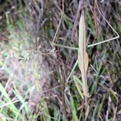 Tenodera australasiae (Purple-winged mantid) at Dunlop Grasslands - 17 Feb 2023 by trevorpreston