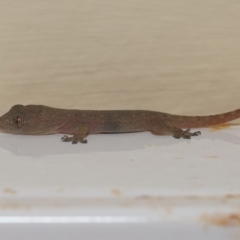 Hemidactylus frenatus (Asian House Gecko) at Wellington Point, QLD - 16 Feb 2023 by TimL