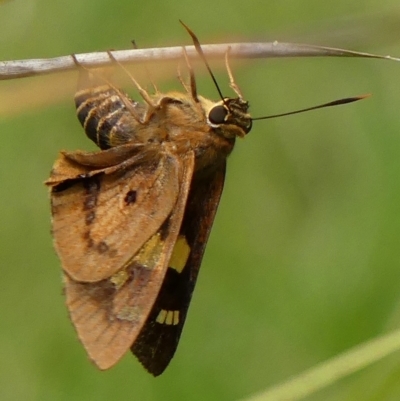 Trapezites symmomus (Splendid Ochre) at Braemar, NSW - 15 Feb 2023 by Curiosity