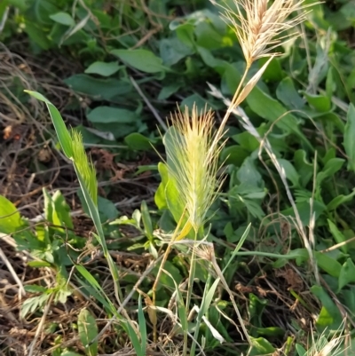 Hordeum leporinum (Barley Grass) at Wanniassa Hill - 17 Feb 2023 by KumikoCallaway