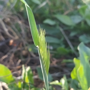 Hordeum leporinum at Fadden, ACT - 18 Feb 2023