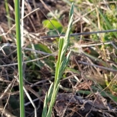 Bromus catharticus (Prairie Grass) at Wanniassa Hill - 17 Feb 2023 by KumikoCallaway