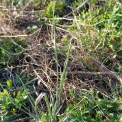 Bromus catharticus at Fadden, ACT - 18 Feb 2023 07:33 AM