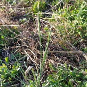 Bromus catharticus at Fadden, ACT - 18 Feb 2023