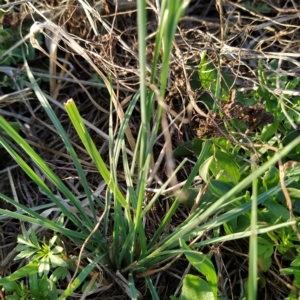 Bromus catharticus at Fadden, ACT - 18 Feb 2023 07:33 AM