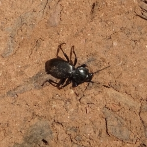 Cardiothorax australis at Cotter River, ACT - 16 Feb 2023