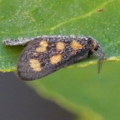 Asura cervicalis (Spotted Lichen Moth) at Braemar, NSW - 15 Feb 2023 by Curiosity