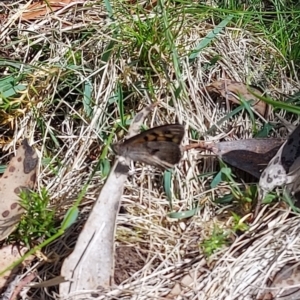 Geitoneura klugii at Uriarra, NSW - 16 Feb 2023 10:46 AM