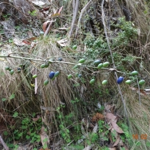 Dianella tasmanica at Cotter River, ACT - 16 Feb 2023 12:56 PM