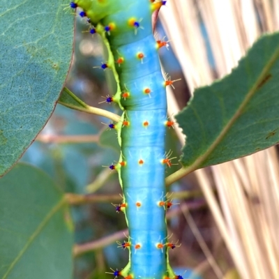 Opodiphthera eucalypti (Emperor Gum Moth) at Burra, NSW - 17 Feb 2023 by JessBelle