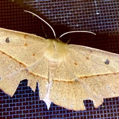 Oenochroma pallida (Pale Wine Moth) at Burra, NSW - 18 Feb 2023 by JessBelle