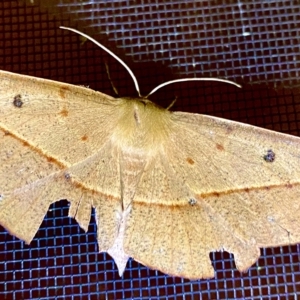 Oenochroma pallida at Burra, NSW - 18 Feb 2023 09:53 AM