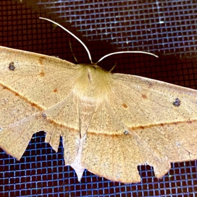 Oenochroma pallida (Pale Wine Moth) at Burra, NSW - 17 Feb 2023 by JessBelle