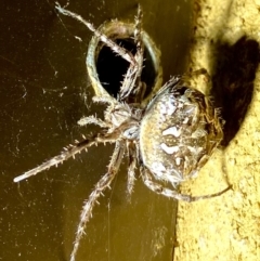 Backobourkia sp. (genus) (An orb weaver) at Burra, NSW - 18 Feb 2023 by JessBelle