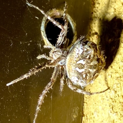 Backobourkia sp. (genus) (An orb weaver) at Burra, NSW - 17 Feb 2023 by JessBelle