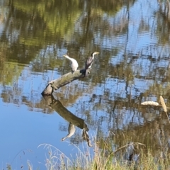 Microcarbo melanoleucos (Little Pied Cormorant) at O'Malley, ACT - 18 Feb 2023 by Mike