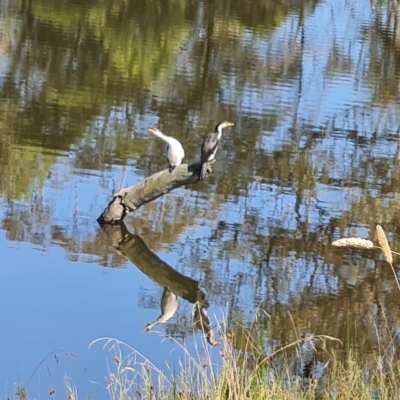 Microcarbo melanoleucos (Little Pied Cormorant) at O'Malley, ACT - 17 Feb 2023 by Mike