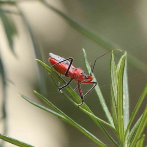 Gminatus australis at O'Connor, ACT - 21 Jan 2023 11:57 AM