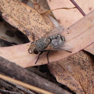 Tachinidae (family) at O'Connor, ACT - 21 Jan 2023 11:29 AM