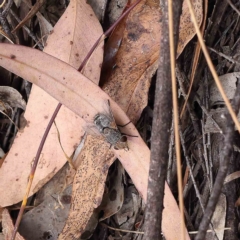 Tachinidae (family) at O'Connor, ACT - 21 Jan 2023