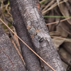 Tachinidae (family) at O'Connor, ACT - 21 Jan 2023 11:29 AM