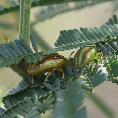 Calomela juncta (Leaf beetle) at O'Connor, ACT - 20 Jan 2023 by ConBoekel