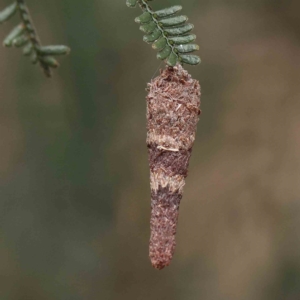 Lepidoscia (genus) IMMATURE at O'Connor, ACT - 21 Jan 2023