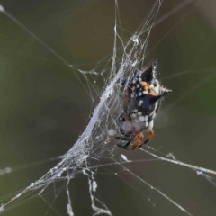 Austracantha minax (Christmas Spider, Jewel Spider) at O'Connor, ACT - 21 Jan 2023 by ConBoekel