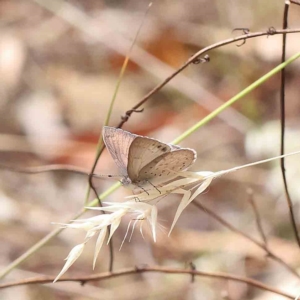 Erina hyacinthina at O'Connor, ACT - 21 Jan 2023 11:21 AM