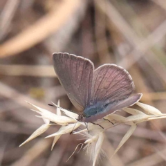 Erina hyacinthina at O'Connor, ACT - 21 Jan 2023 11:21 AM