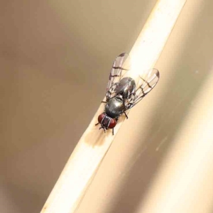 Platystomatidae (family) at O'Connor, ACT - 21 Jan 2023 10:33 AM