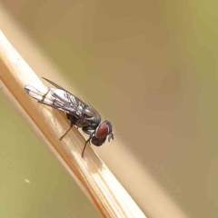 Platystomatidae (family) at O'Connor, ACT - 21 Jan 2023