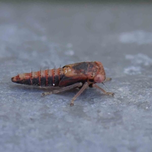 Eurymeloides sp. (genus) at O'Connor, ACT - 21 Jan 2023