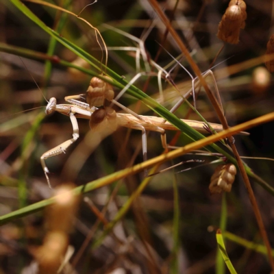 Tenodera australasiae (Purple-winged mantid) at O'Connor, ACT - 21 Jan 2023 by ConBoekel