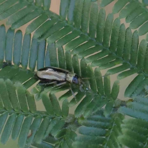 Monolepta froggatti at O'Connor, ACT - 21 Jan 2023 09:47 AM