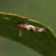 Stathmopoda melanochra at O'Connor, ACT - 21 Jan 2023