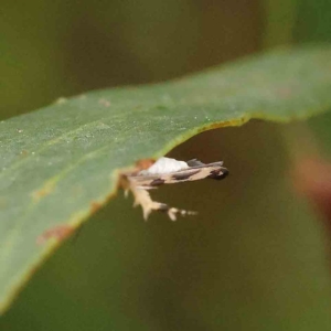 Stathmopoda melanochra at O'Connor, ACT - 21 Jan 2023