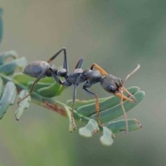 Myrmecia sp., pilosula-group (Jack jumper) at O'Connor, ACT - 20 Jan 2023 by ConBoekel