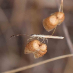 Mutusca brevicornis (A broad-headed bug) at O'Connor, ACT - 21 Jan 2023 by ConBoekel