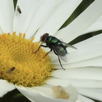 Chrysomya sp. (genus) (A green/blue blowfly) at Burradoo, NSW - 22 Jan 2023 by GlossyGal