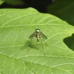 Austrosciapus sp. (genus) (Long-legged fly) at Burradoo, NSW - 15 Dec 2022 by GlossyGal