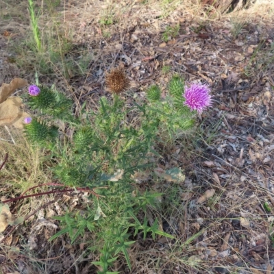 Cirsium vulgare (Spear Thistle) at Greenway, ACT - 17 Feb 2023 by MatthewFrawley
