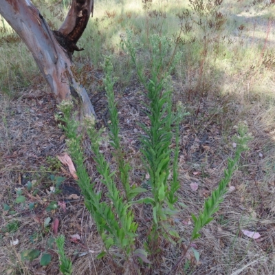 Erigeron sumatrensis (Tall Fleabane) at Greenway, ACT - 18 Feb 2023 by MatthewFrawley