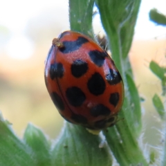 Harmonia conformis (Common Spotted Ladybird) at Greenway, ACT - 17 Feb 2023 by MatthewFrawley