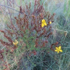 Hypericum perforatum (St John's Wort) at Greenway, ACT - 18 Feb 2023 by MatthewFrawley