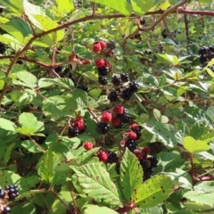 Rubus anglocandicans (Blackberry) at Greenway, ACT - 17 Feb 2023 by MatthewFrawley