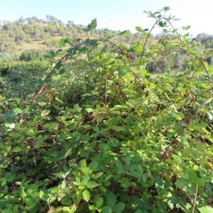 Rubus anglocandicans at Greenway, ACT - 18 Feb 2023