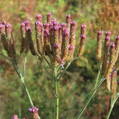 Verbena incompta (Purpletop) at Greenway, ACT - 18 Feb 2023 by MatthewFrawley